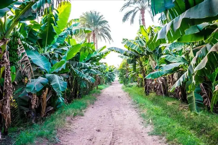 Private Felucca Boat Ride And Banana Island Visit In Luxor