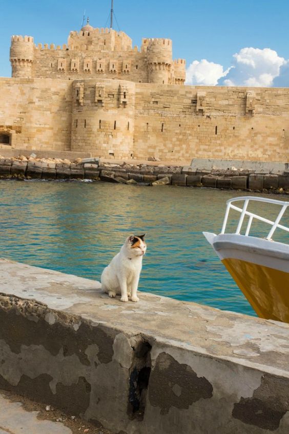 A cat sitting by the water in front of an ancient castle with a boat nearby.