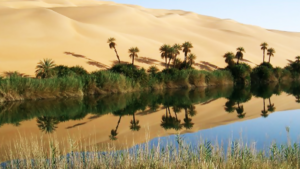 Bahariya Oasis